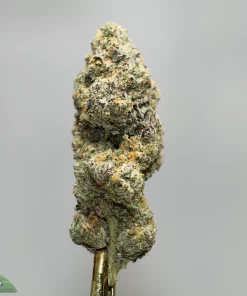 Close-up of a frosty cannabis bud with orange hairs, held upright against a gray background (Kush Buddy watermark visible).