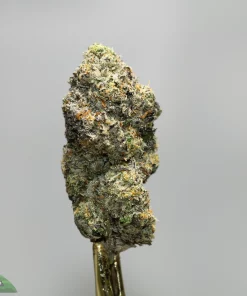 Close-up of a frosty cannabis bud on a metal stem, covered in white trichomes with green and orange hairs.