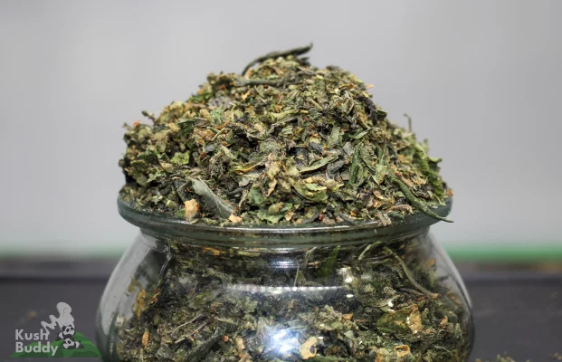 Platinum Cannabis Shake with mixed leaf and small flower pieces above a glass jar