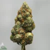 Close-up of a frosty cannabis bud with orange pistils against a gray backdrop.