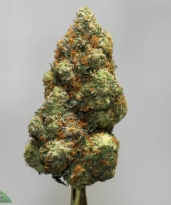 Close-up of a frosty cannabis bud with orange pistils against a gray backdrop.