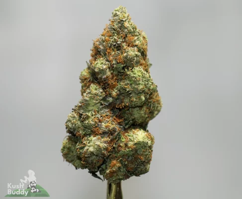 Close-up of a frosty cannabis bud with orange pistils against a gray backdrop.