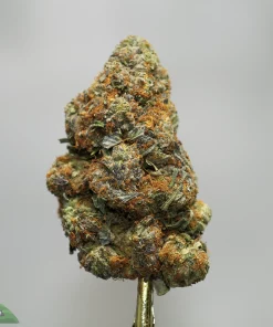 Close-up of a frosty cannabis bud on a stem, with green leaves and orange hairs against a neutral background.