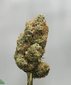 Close-up of a frosty cannabis bud on a gold stem against a gray background, with orange pistils visible.