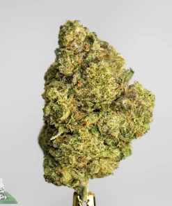 (AAA+) Gelato 45 Edition