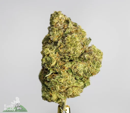 (AAA+ - Bulk) Gelato 45 Edition