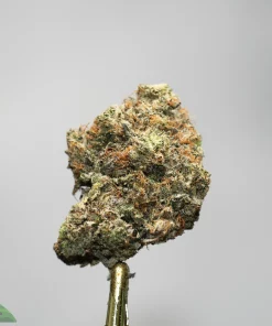 Close-up of a frosty cannabis bud on a gold stem, with a gray background and a small Kus h Buddy logo in the bottom left.