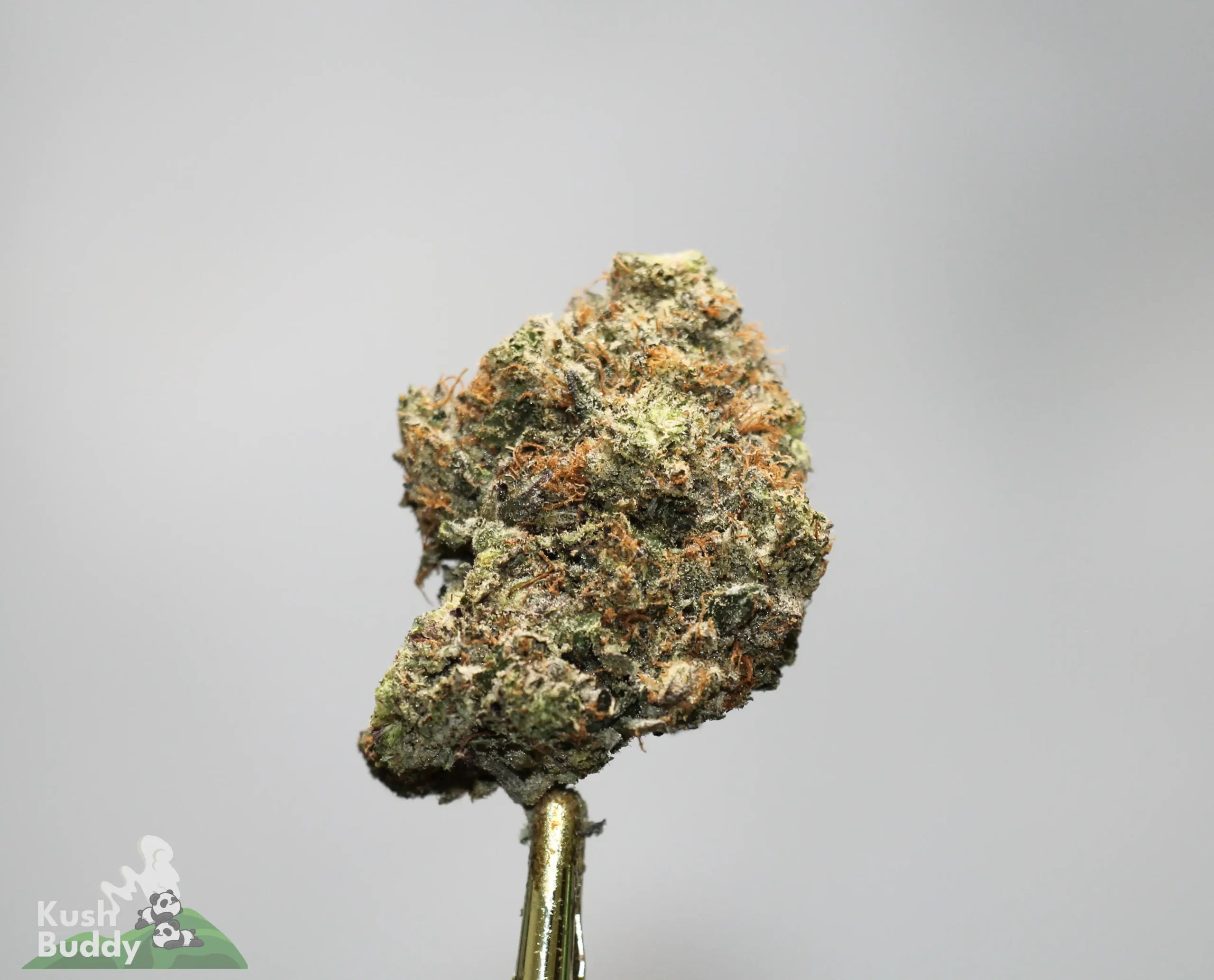 Close-up of a frosty cannabis bud on a gold stem, with a gray background and a small Kus h Buddy logo in the bottom left.