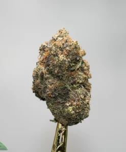 Close-up of a cannabis bud on a gold skewer with frosty crystals and orange hairs; Kush Buddy watermark in the corner.