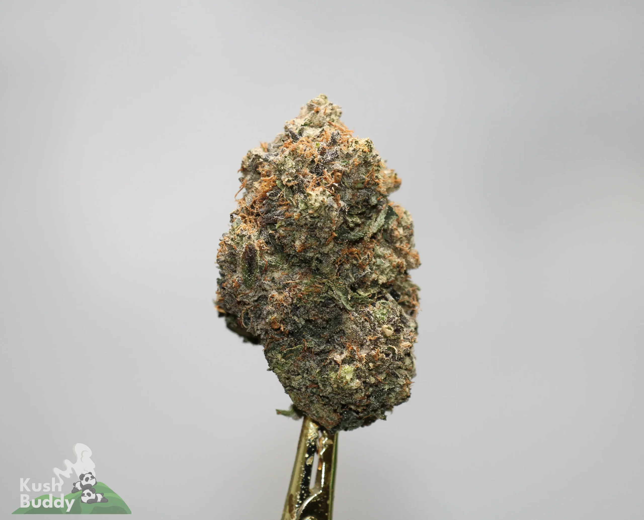 Close-up of a cannabis bud on a gold skewer with frosty crystals and orange hairs; Kush Buddy watermark in the corner.