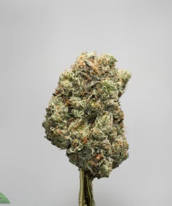 Close-up of a frosty cannabis bud on a stem against a plain gray background, with a Kush Buddy watermark in the bottom-left corner.