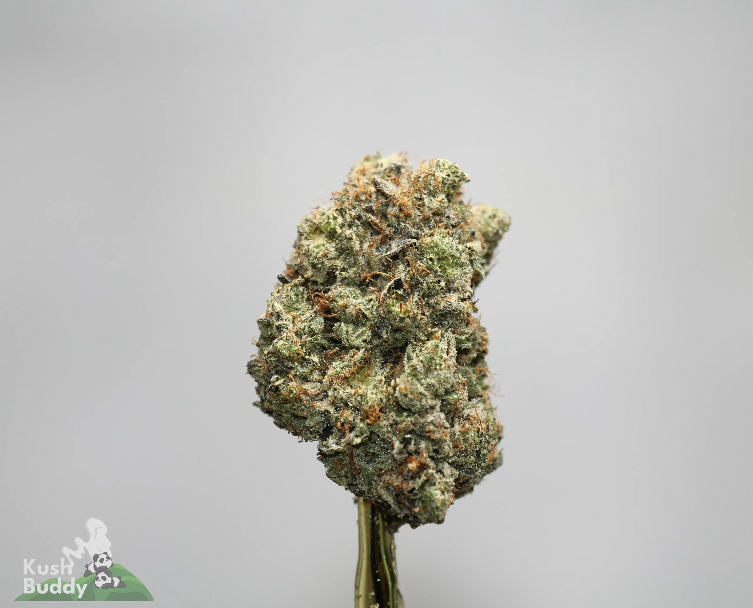 Close-up of a frosty cannabis bud on a stem against a plain gray background, with a Kush Buddy watermark in the bottom-left corner.