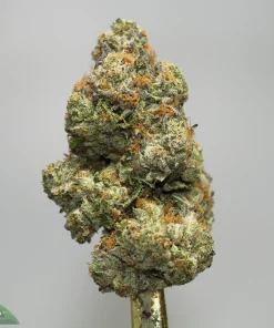 Close-up of a frosty cannabis bud with orange hairs and green crystals against a neutral background, showing trichomes and compact structure.