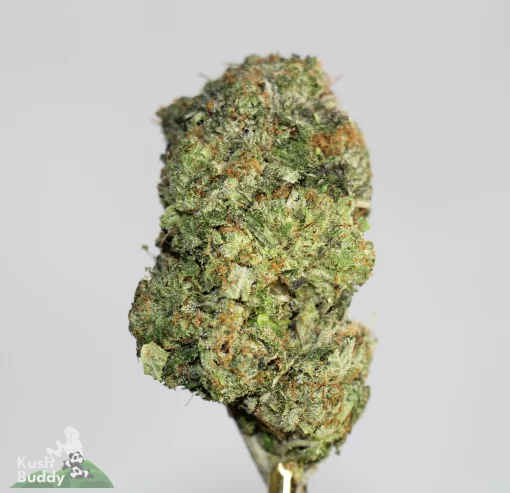 Black Series - Mike Tyson OG - LSO