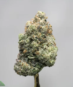 Close-up of a frosty cannabis bud with orange hairs against a neutral gray background, showing dense trichomes.