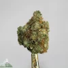 Black Series - Pink Tuna