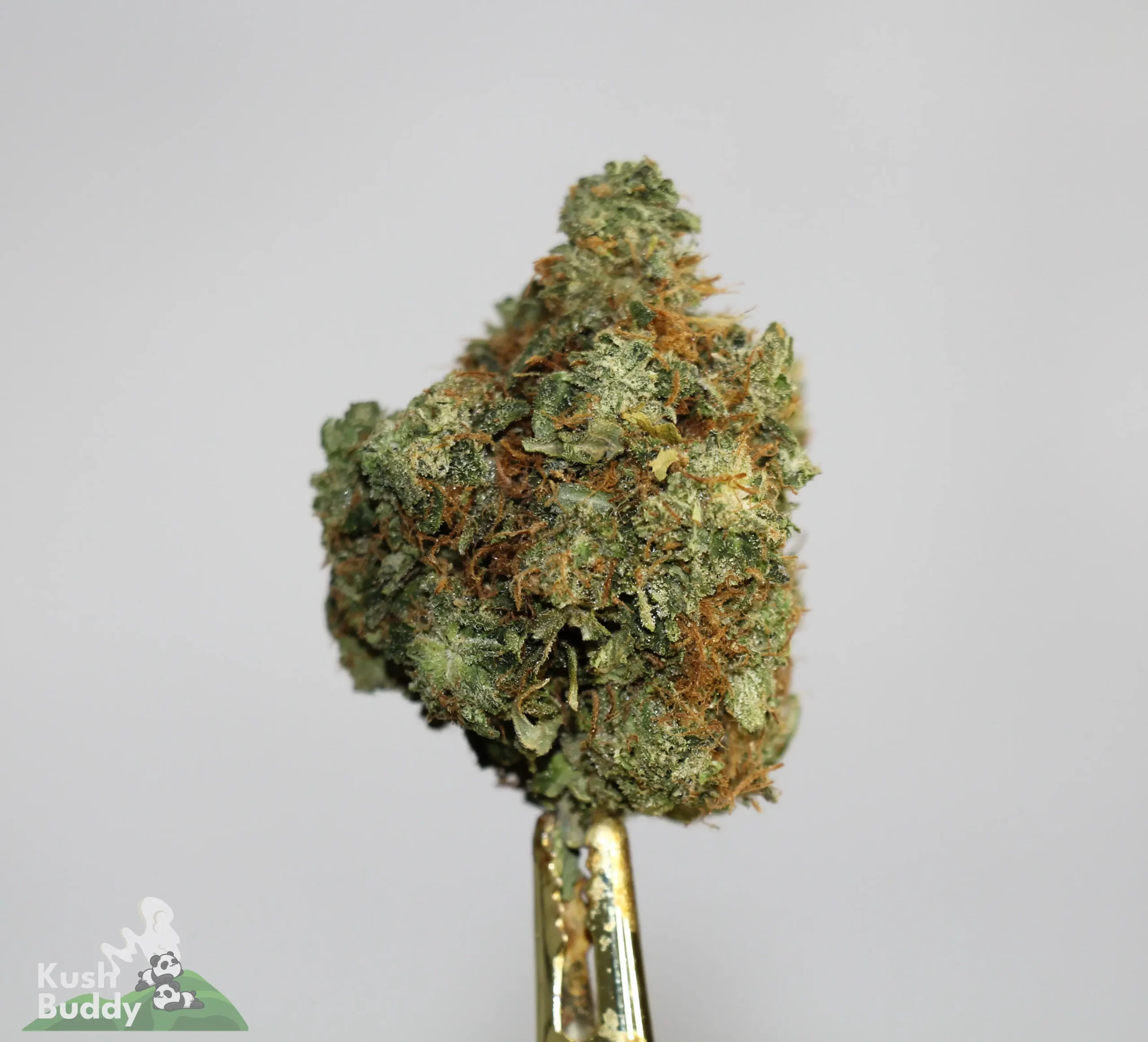 Black Series - Pink Tuna