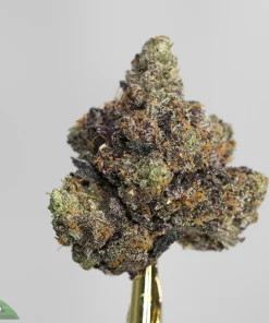 Black Series - Super Pink Tuna (LSO)