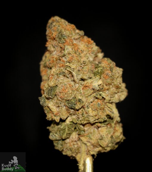 (AAA) Sour Tangie