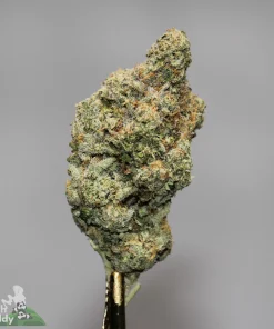 Black Series - Pink Gelato LSO - Image 2