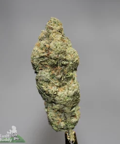Black Series - Pink Gelato LSO
