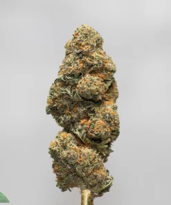 Close-up of a frosty cannabis bud with green and orange hairs against a light gray background.
