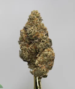 Close-up of a cannabis bud with a frosty coat on a skewer against a light gray background; Kush Buddy watermark visible in the corner.