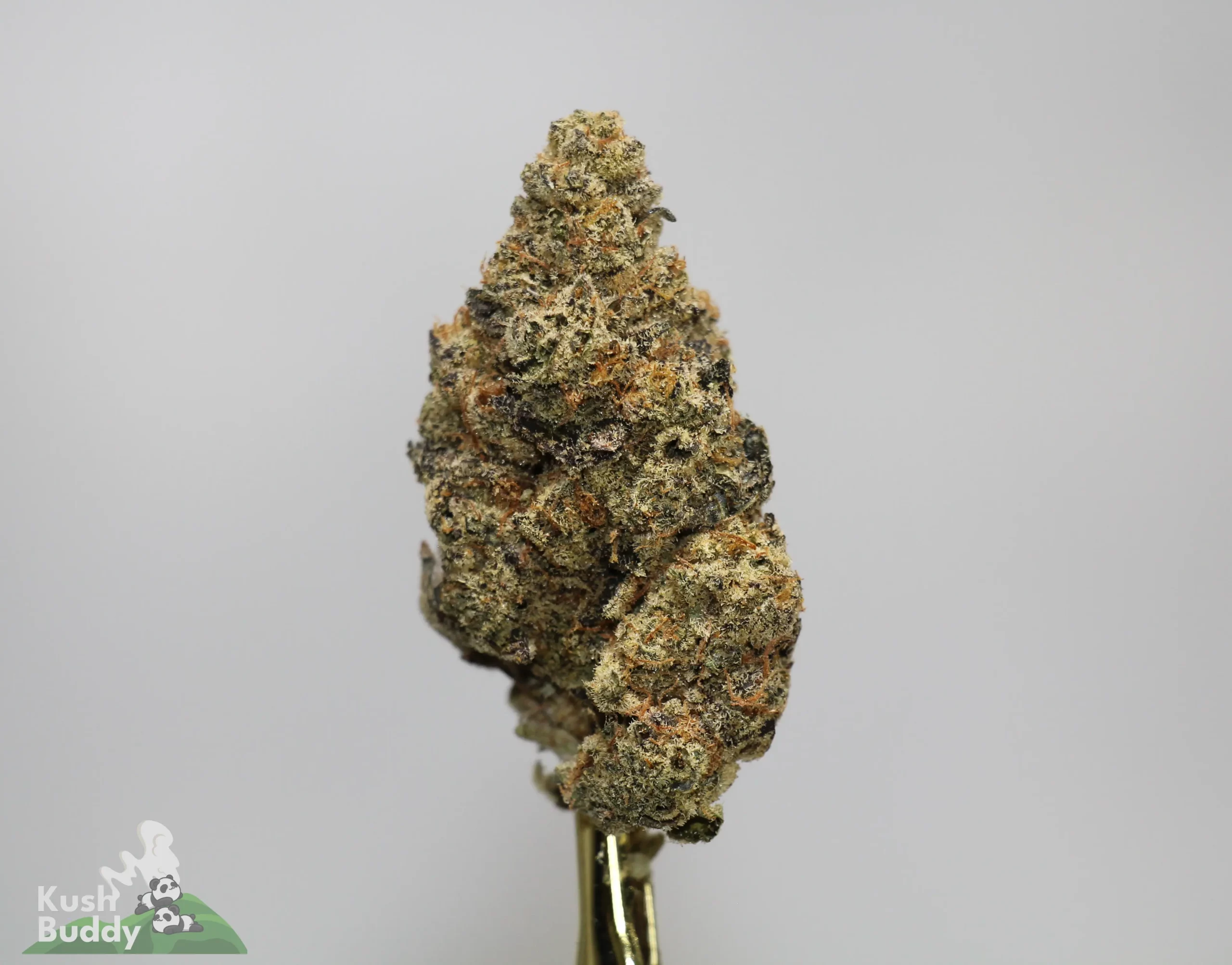 Close-up of a cannabis bud with a frosty coat on a skewer against a light gray background; Kush Buddy watermark visible in the corner.