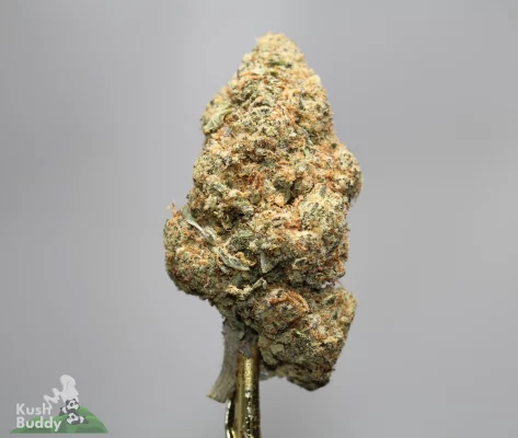 Close-up of a dense cannabis bud on a stem, covered in white trichomes and orange hairs against a gray background. Watermark shows 'Kush Buddy' in the corner.