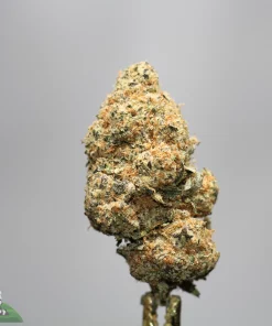 Close-up of a cannabis bud with frosty trichomes and orange hairs against a gray background, showing resin coating.
