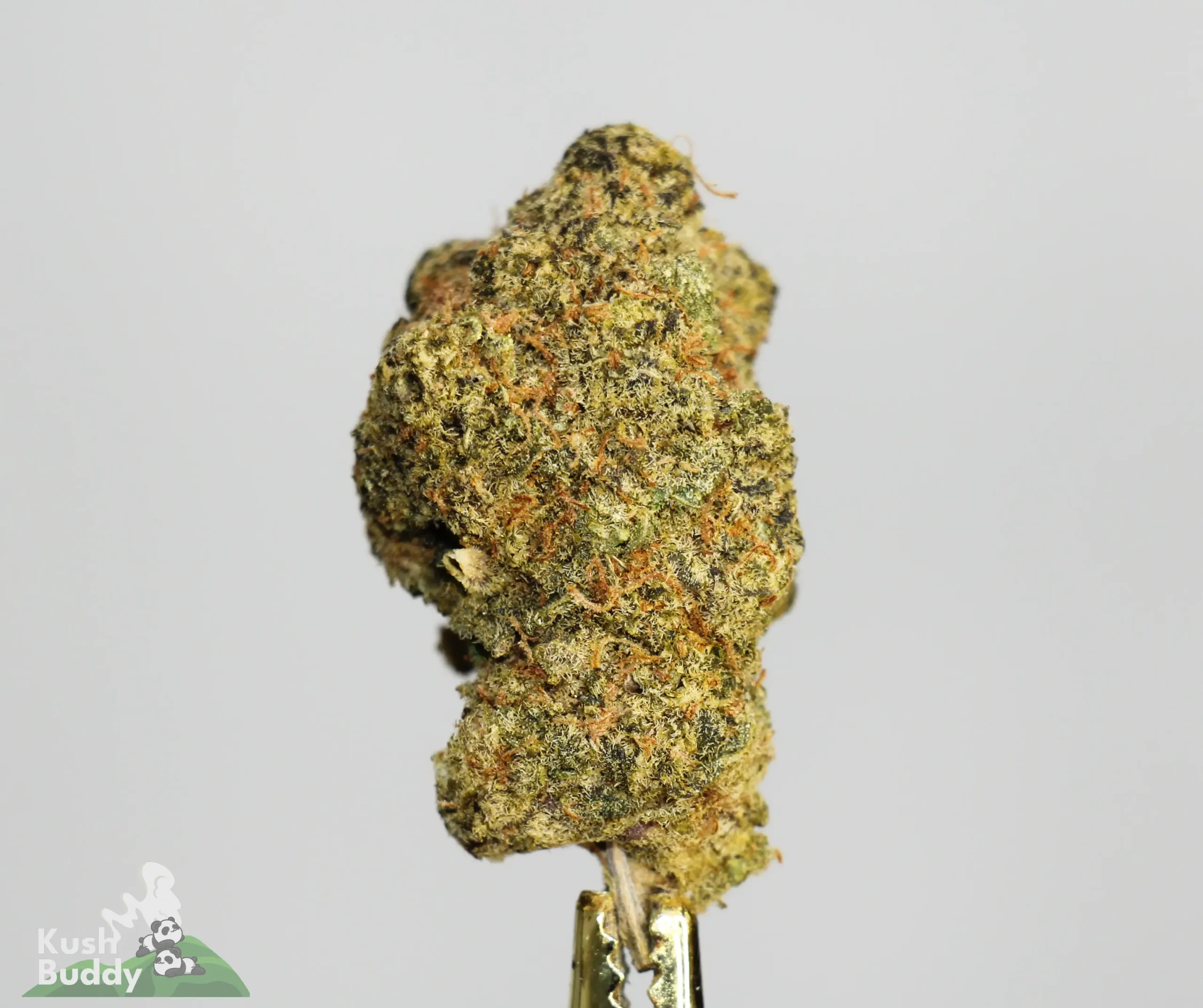 (AAA+) Chemdawg - Image 2