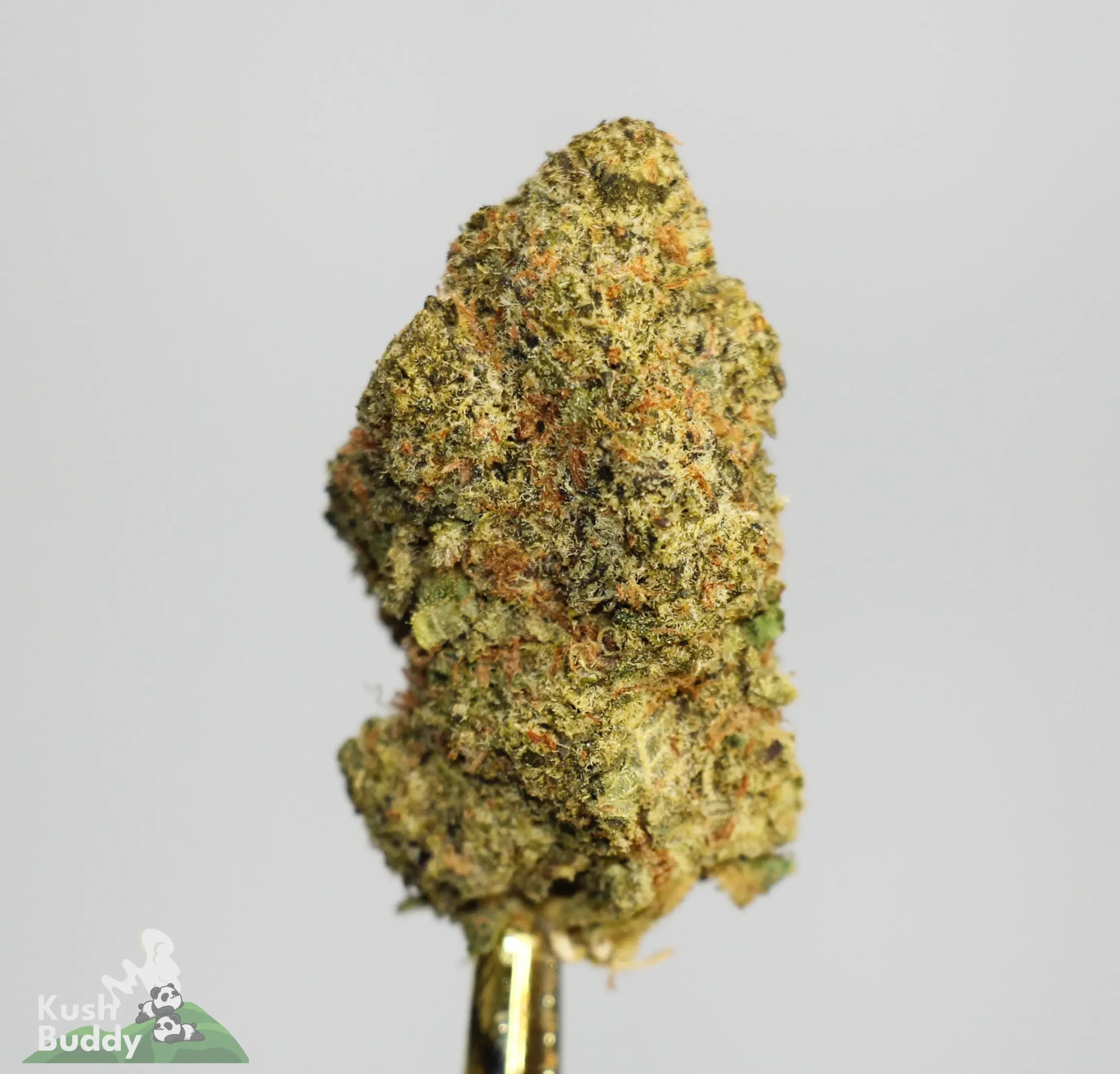 (AAA+) Chemdawg