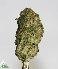 girl scout cookies