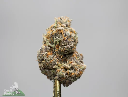 Close-up of a frosty cannabis bud with orange pistils against a gray background, featuring dense trichomes and a Kush Buddy watermark in the bottom-left.