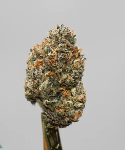 Close-up of a frosty cannabis bud with orange hairs on a stem against a plain gray background, showing trichomes and dense resin.