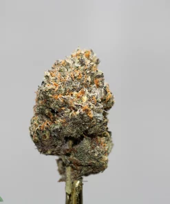 Close-up of a frosty cannabis bud with orange hairs on a stem against a gray background; Kush Buddy watermark in the lower-left corner.