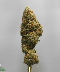 Close-up of a dense cannabis bud with orange pistils and frosty trichomes on a metal stem against a gray background