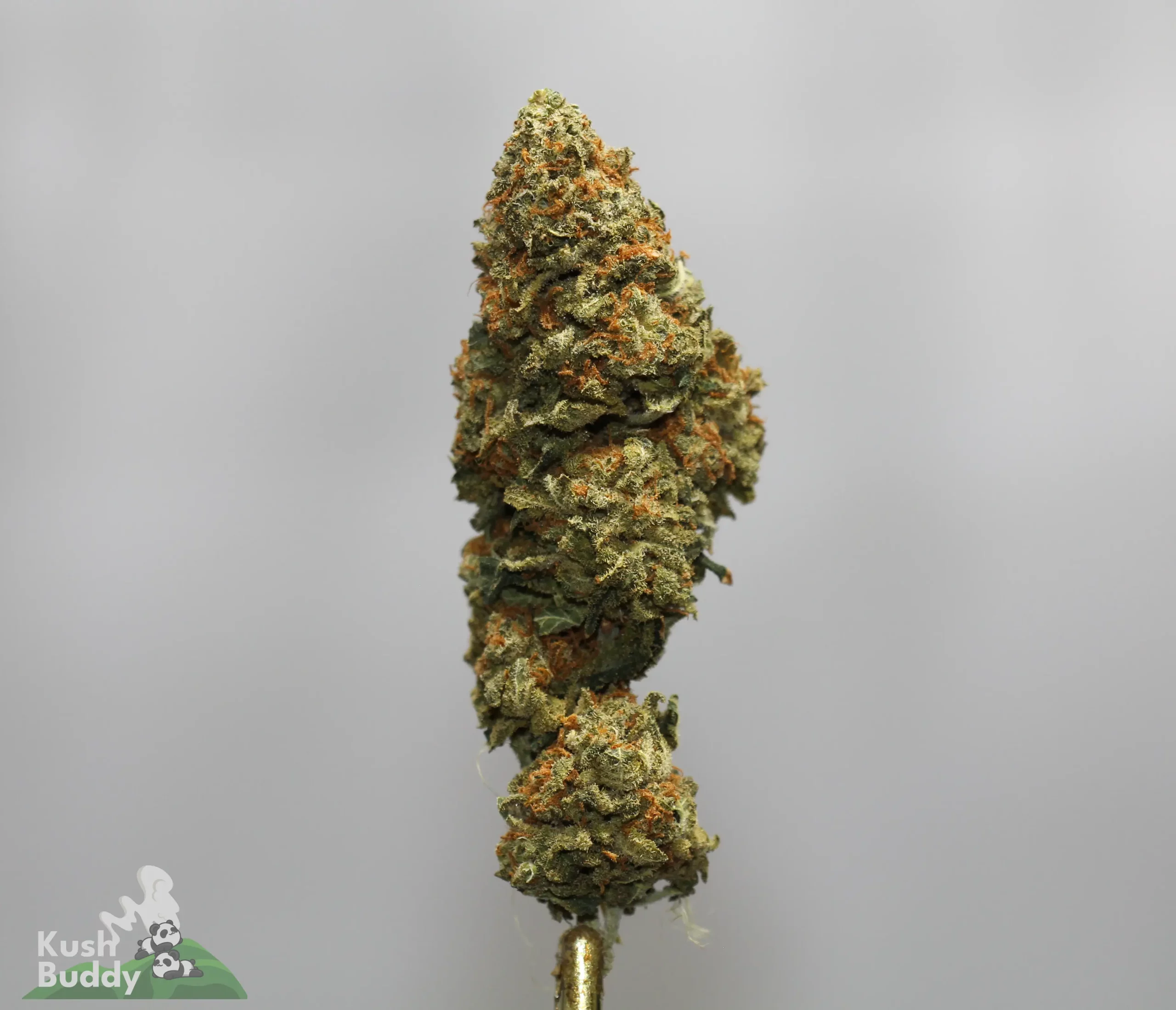 Close-up of a dense cannabis bud with orange pistils and frosty trichomes on a metal stem against a gray background