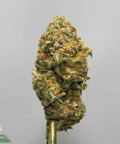 Close-up of a frosty cannabis bud with orange hairs on a gold stem against a gray background, showing dense trichomes.