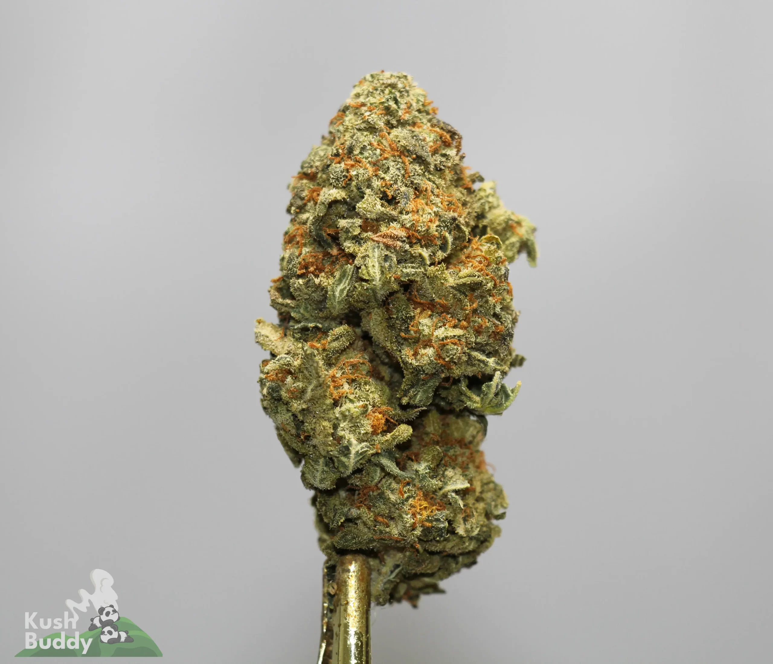 Close-up of a frosty cannabis bud with orange hairs on a gold stem against a gray background, showing dense trichomes.