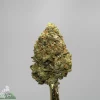 Close-up of a cannabis bud with frosty trichomes and orange pistils against a gray background; Kush Buddy logo in the corner.
