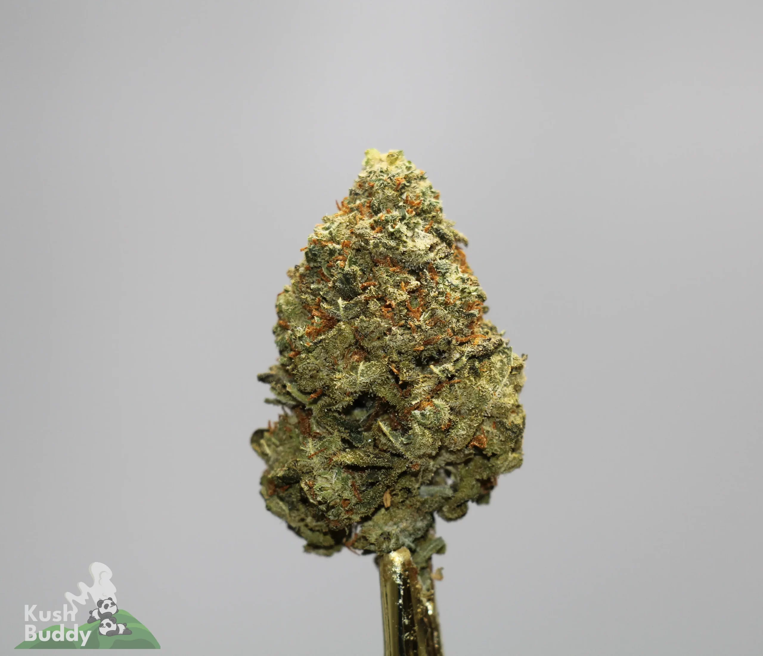 Close-up of a cannabis bud with frosty trichomes and orange pistils against a gray background; Kush Buddy logo in the corner.