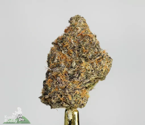 Black Series - Hawaiian Punch