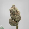 Close-up of a frosty cannabis bud with green-orange hairs on a stem, against a light gray background.