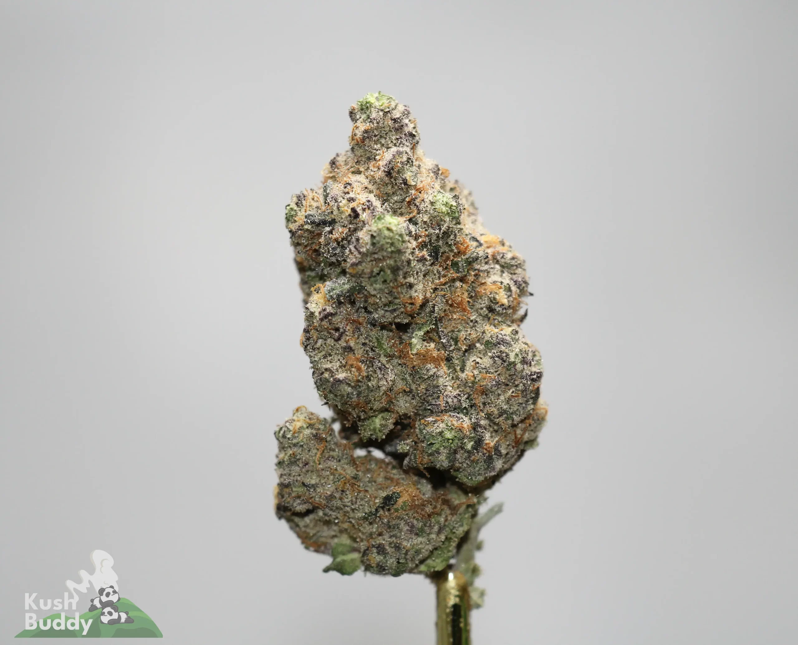 Close-up of a frosty cannabis bud with green-orange hairs on a stem, against a light gray background.