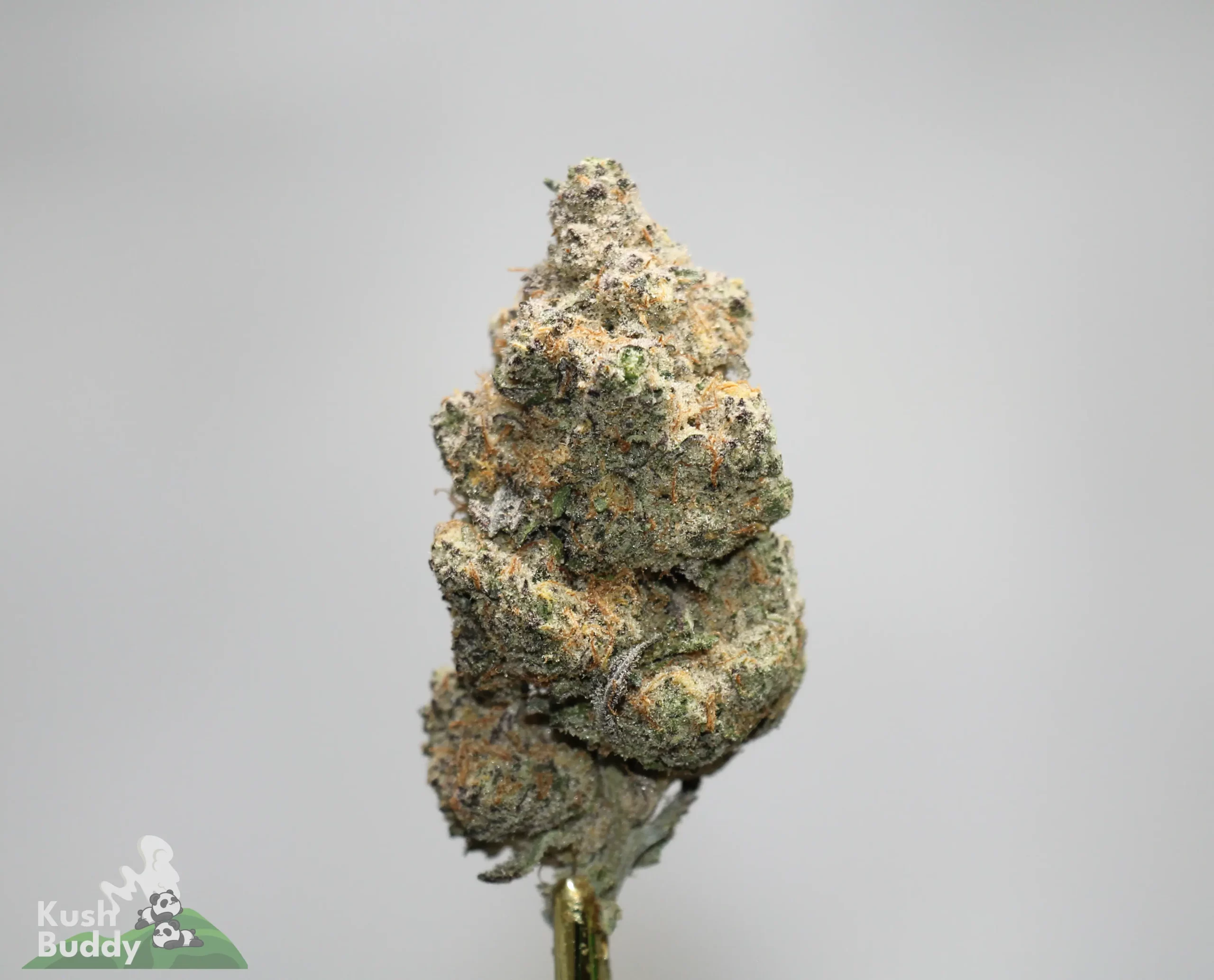 Close-up of a frosty cannabis bud on a stem, covered in trichomes and orange pistils, with a 'Kush Buddy' logo in the bottom-left corner.