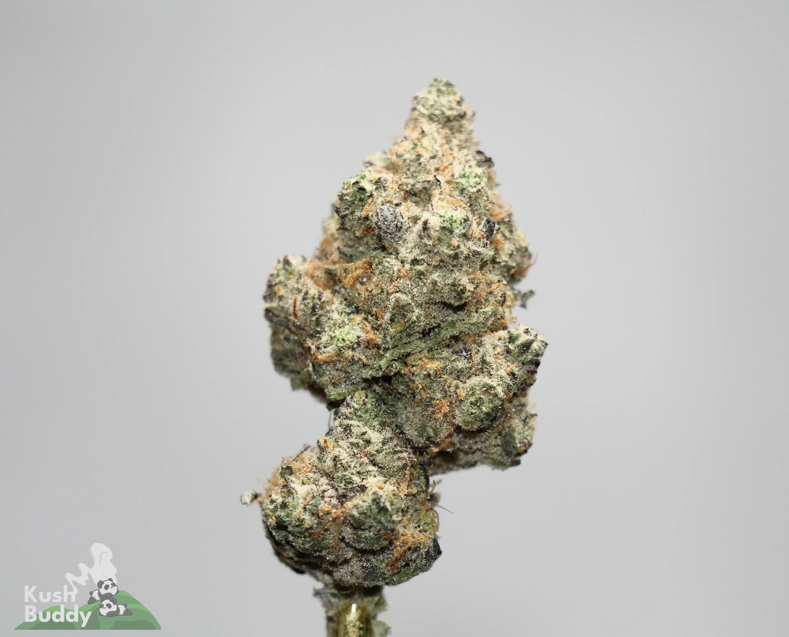 Close-up of frosty cannabis buds on a stem, showing green, orange pistils and a sugary trichome coating.