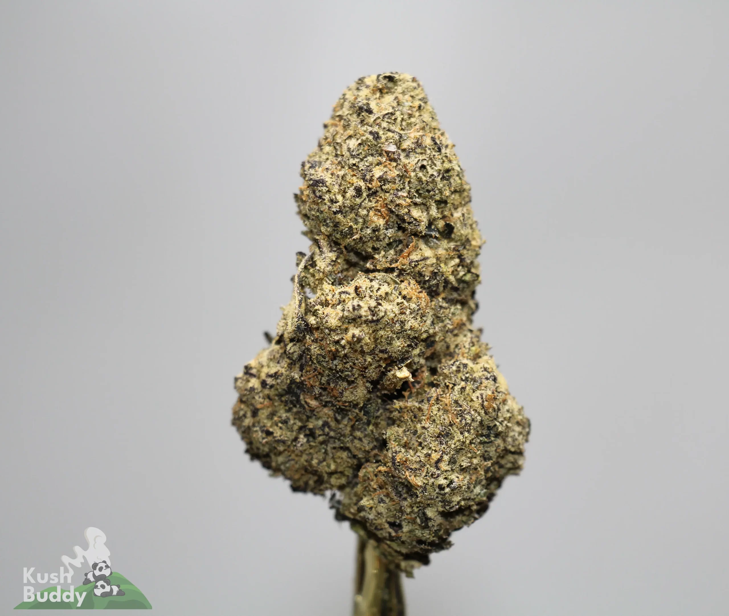 Close-up of a dense cannabis bud covered in crystals and orange hairs, with a Kush Buddy watermark in the bottom corner.