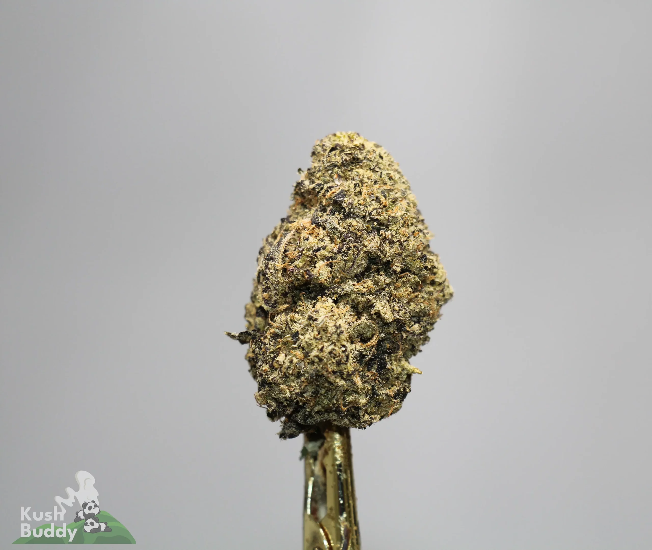 Close-up of a dense cannabis bud on a stem against a gray background, with Kush Buddy watermark visible at the corner.