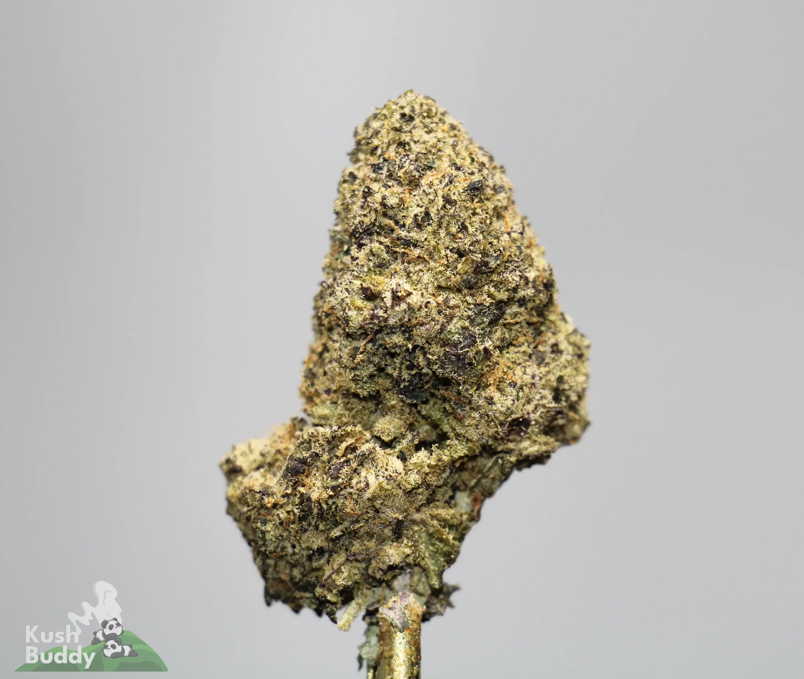 Close-up of a cannabis bud with frosty trichomes and green-brown coloring against a neutral background.